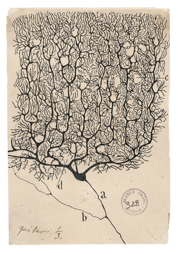 Santiago Ramón y Cajal'ın elle çizdiği bir Purkinje nöronu, c. 1900