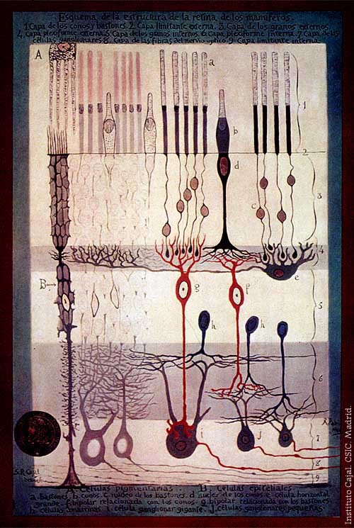 Santiago Ramón y Cajal's ink drawing of the mammalian retina, c. 1900